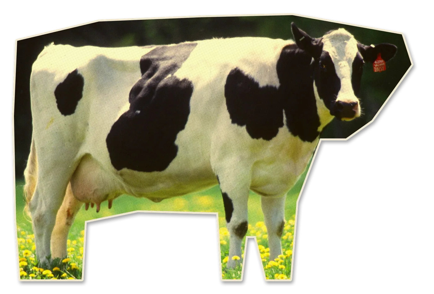 Bess, a black and white Holstein cow, standing in a field of dandelions and looking at the camera.